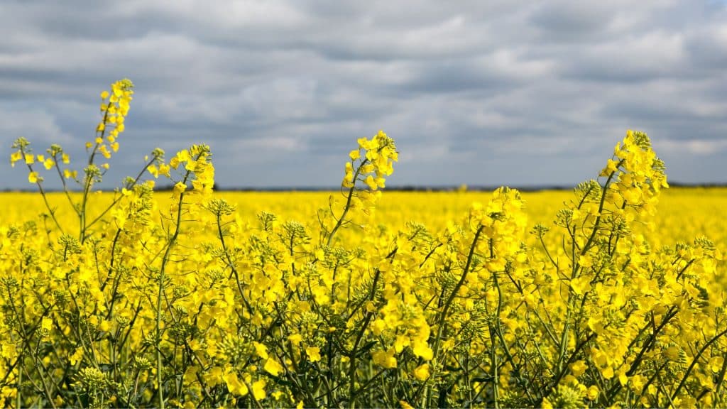 A field of canola below cloudy skies.