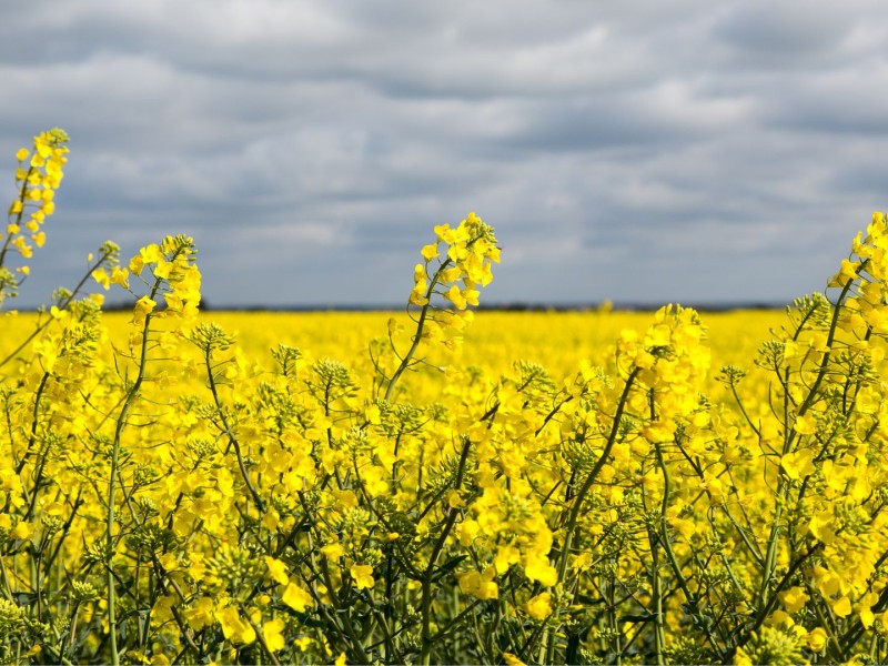 A field of canola below cloudy skies.