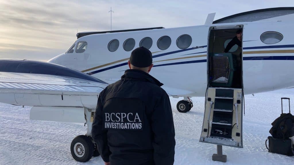 Dogs in crates being loaded onto airplane while a man in a BCSPCA Investigations jacket stands in the foreground.