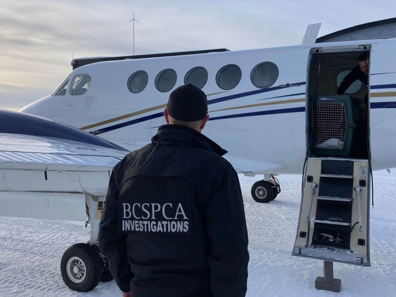 Dogs in crates being loaded onto airplane while a man in a BCSPCA Investigations jacket stands in the foreground.