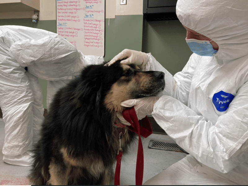 A dog getting looked at by a person in a white cover all and mask.