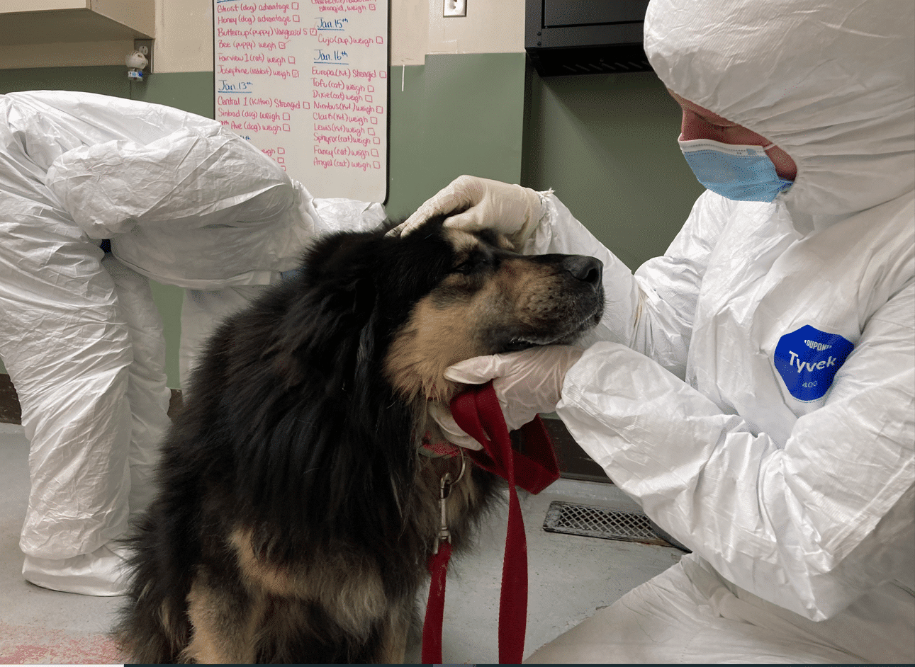 A dog getting looked at by a person in a white cover all and mask.