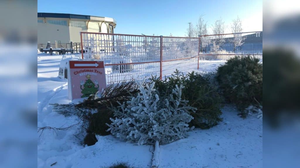 Christmas Tree Drop-off in Fort St. John. (City of Fort St. John - Facebook)