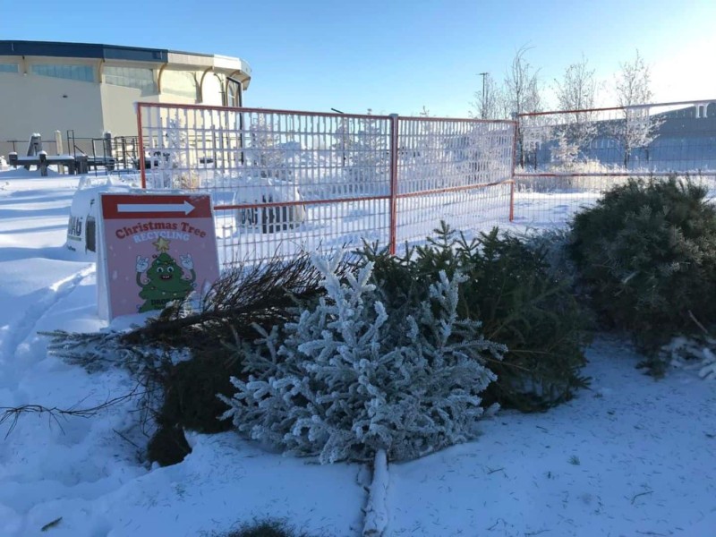 Christmas Tree Drop-off in Fort St. John. (City of Fort St. John - Facebook)