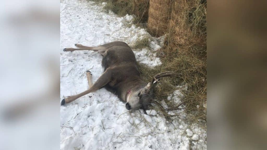 Dead deer lying in the snow. (Conservation Officer Service - Facebook)