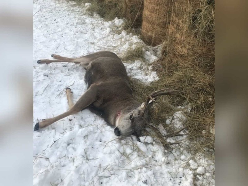 Dead deer lying in the snow. (Conservation Officer Service - Facebook)
