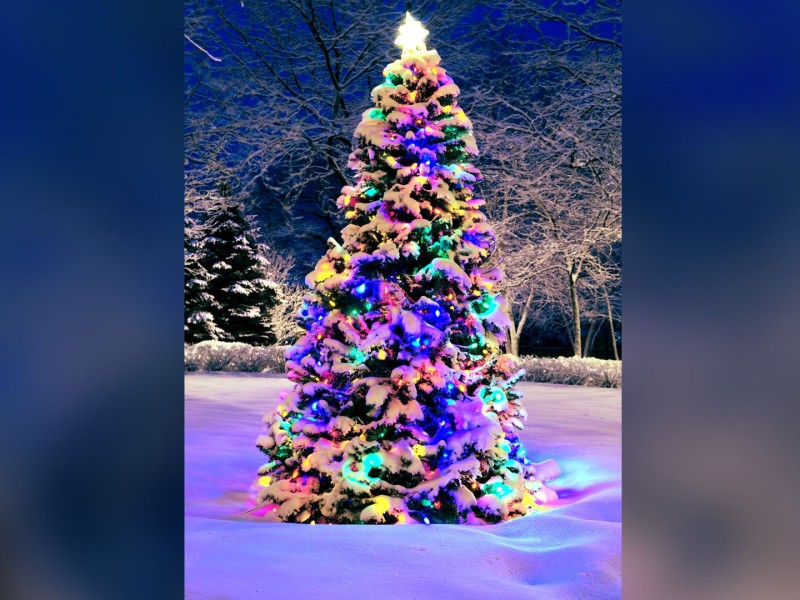 Christmas tree outside. (Canva)