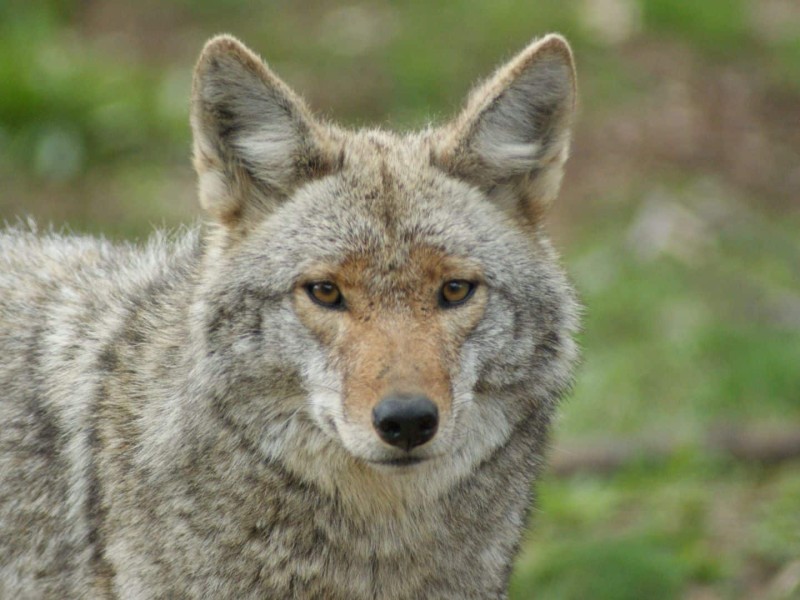 Coyote (Canva)