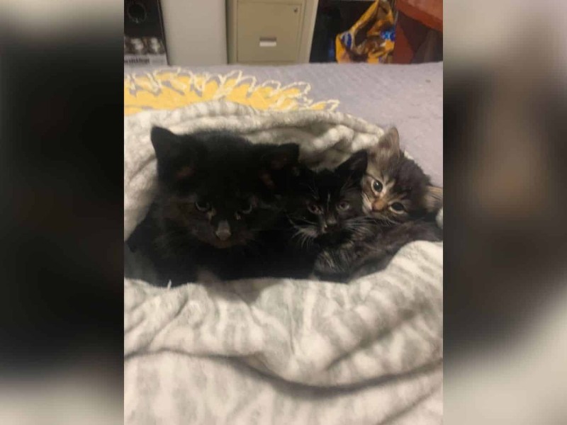 Kittens wrapped up in a blanket. (Lani Belcher - On Our Way Home Animal Rescue)