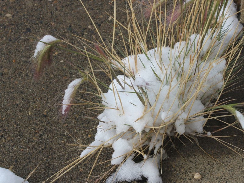 Snow on some weeds on a sidewalk (Shailynn Foster