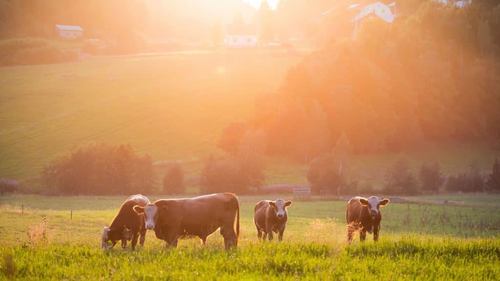Cows grazing in a field. (Canva)