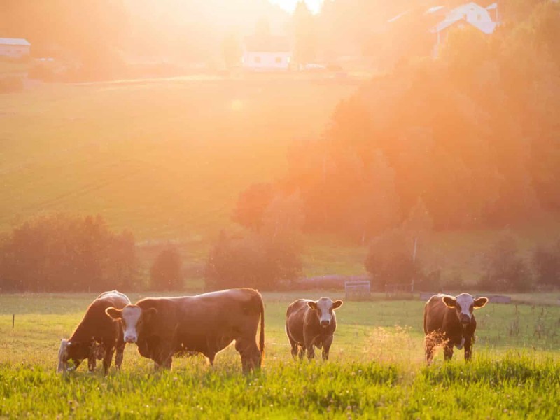 Cows grazing in a field. (Canva)