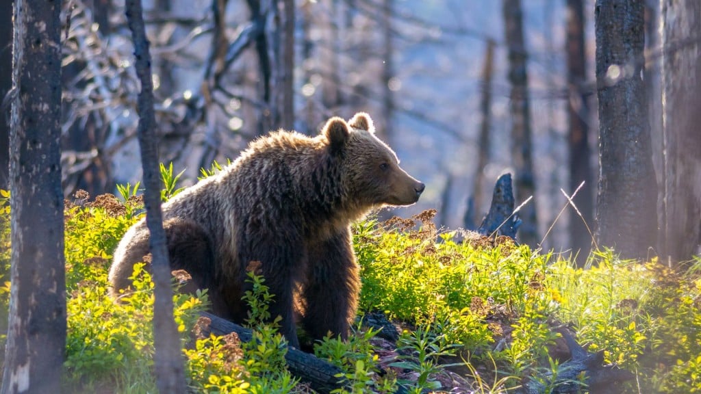 a photograph of a grizzly bear in a forest surrounded by grass.