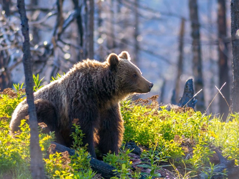 a photograph of a grizzly bear in a forest surrounded by grass.
