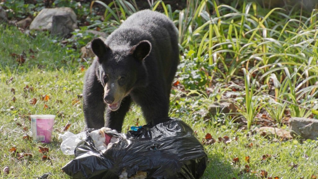 A black bear standing over some garbage.