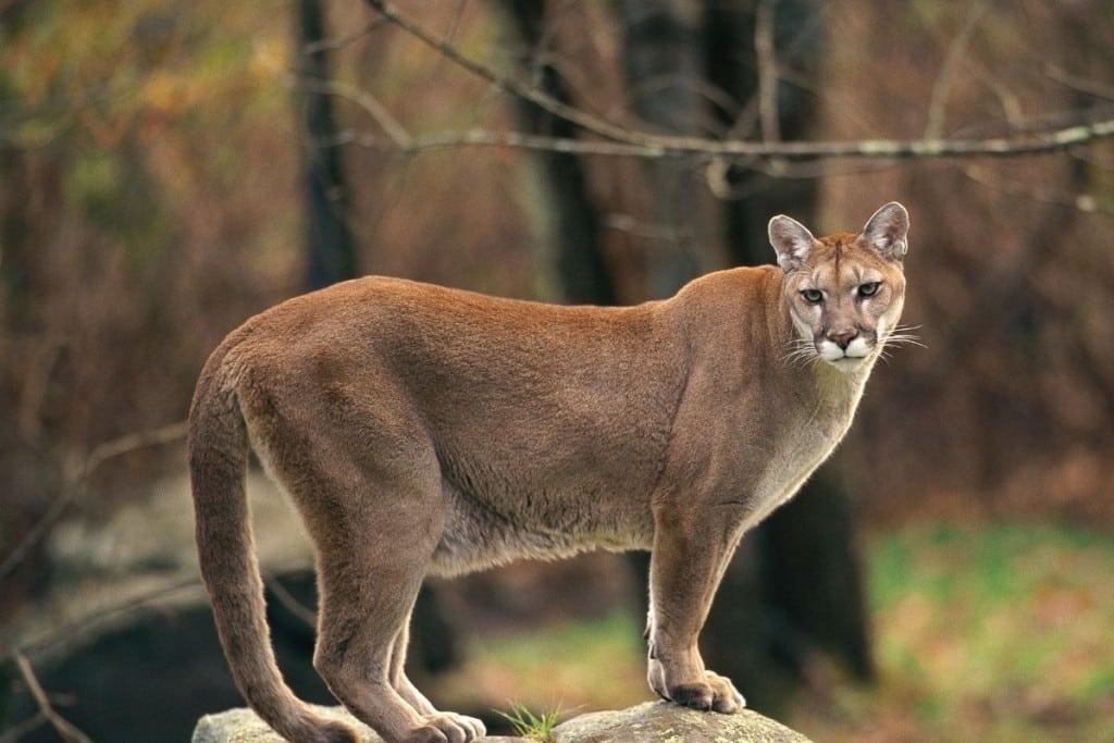 A picture of a cougar standing on top of rocks in a forest.