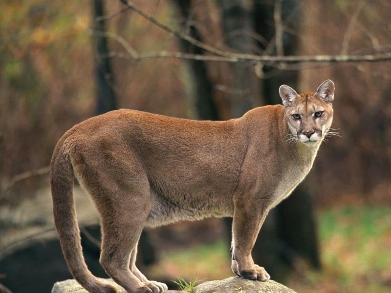 A picture of a cougar standing on top of rocks in a forest.