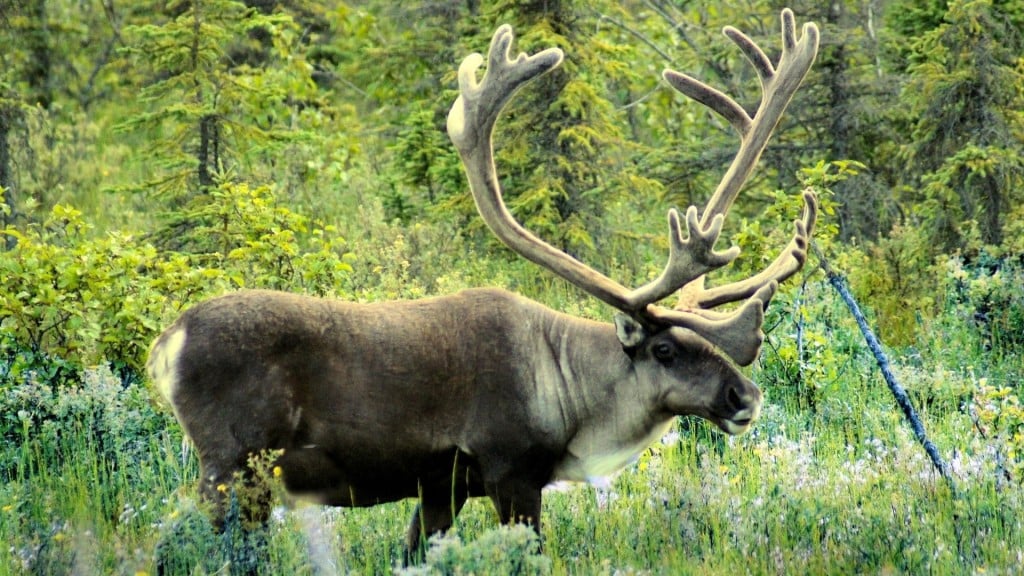 Caribou. (File photo)
