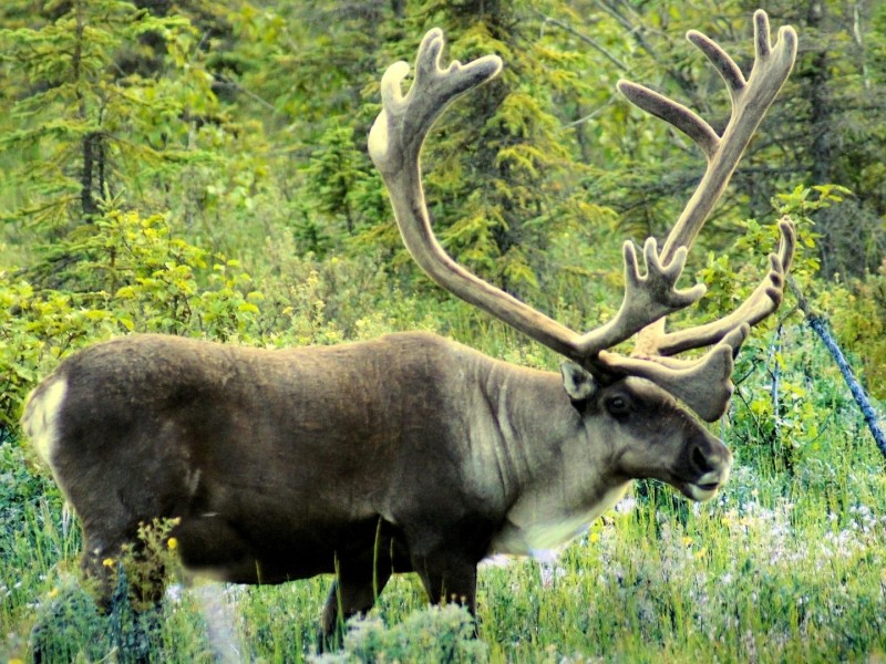 Caribou. (File photo)