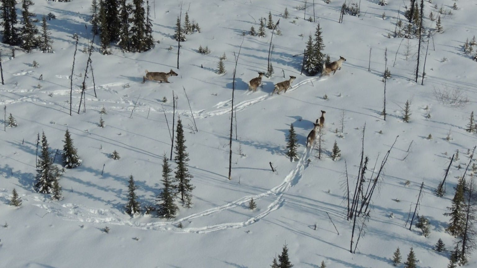 BCER to restrict energy permits in northeast to protect caribou