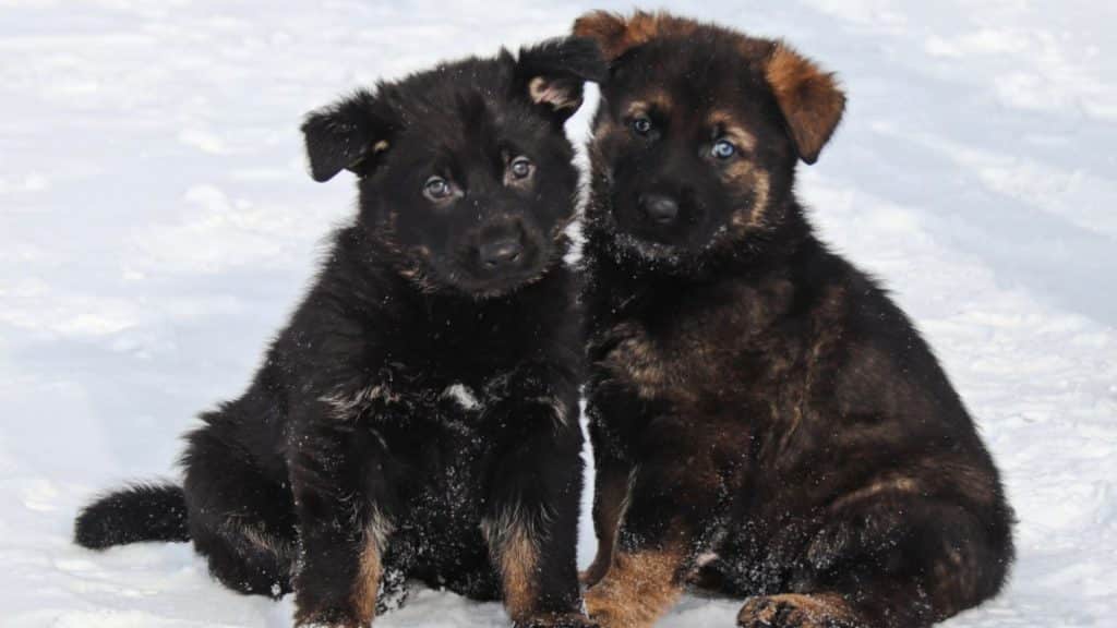 Two black german shepherd puppies sitting  next to each other in the snow.