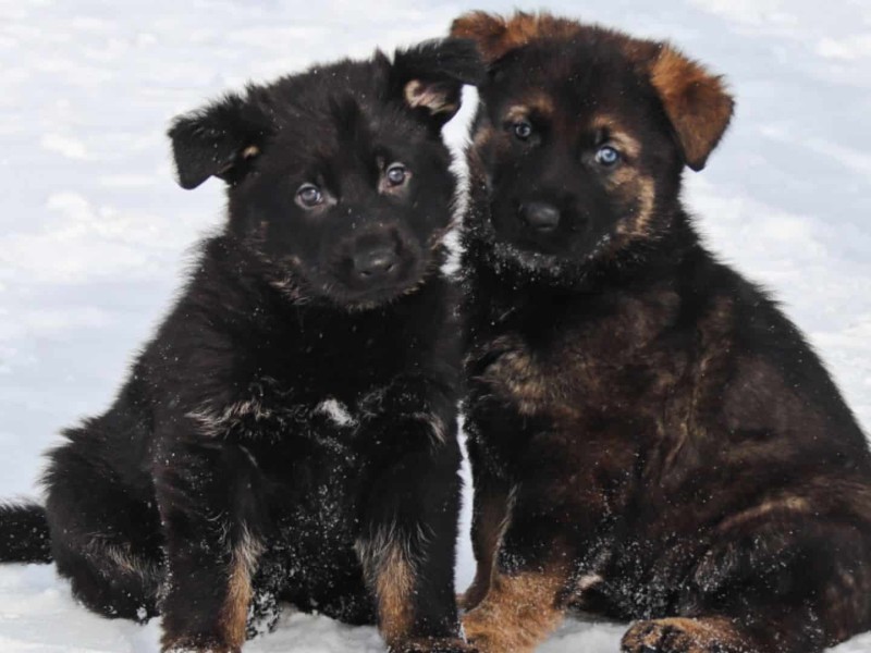 Two black german shepherd puppies sitting next to each other in the snow.