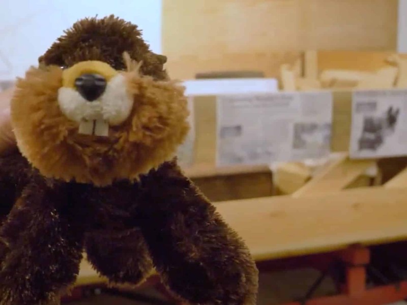 A beaver stuffed animal.