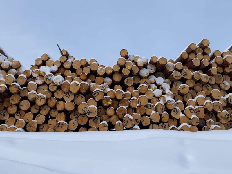 A pile of marked logs in the snow.