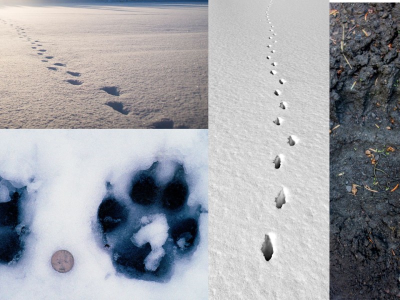 Five pictures of animal foot prints: Deer, wolf, moose and grizzly bear prints.