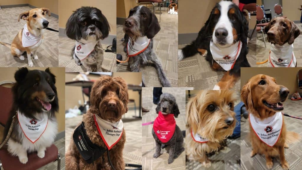 A collage of ten dogs that got into the St. John Ambulance Therapy Dog Program in the Peace region.