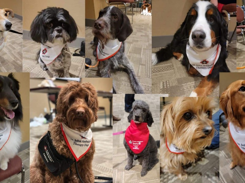 A collage of ten dogs that got into the St. John Ambulance Therapy Dog Program in the Peace region.