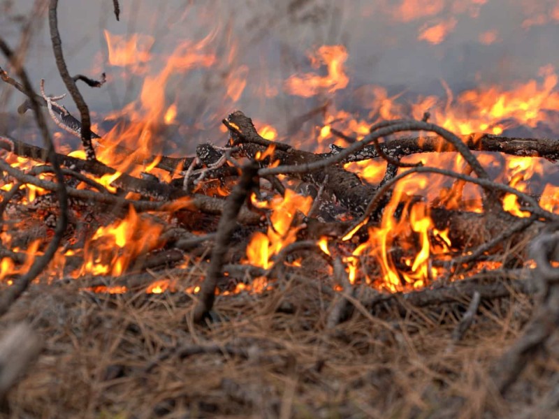 A pile of sticks and branches burning.