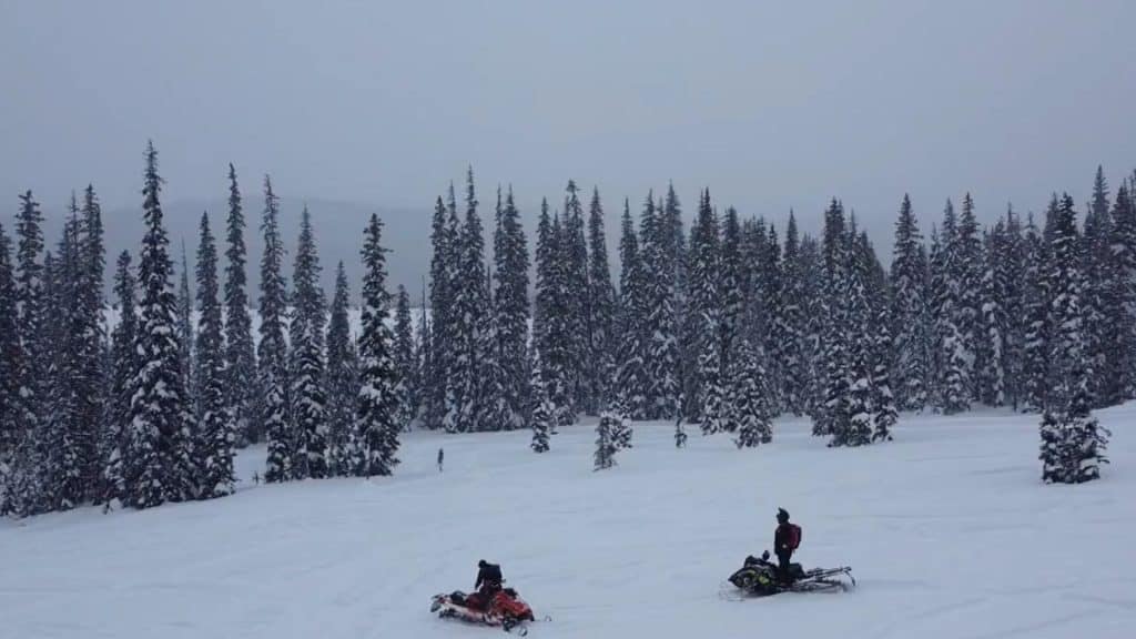 A snowy forest scene with two snowmobilers.
