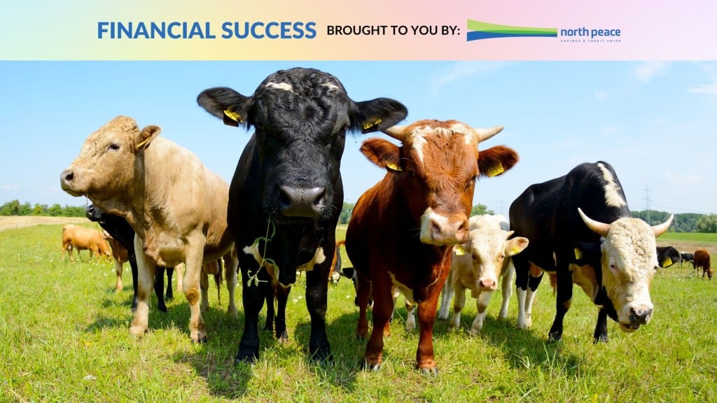 Four cows of varying colours eating grass