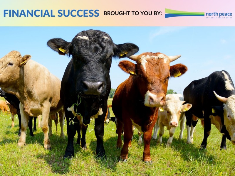 Four cows of varying colours eating grass