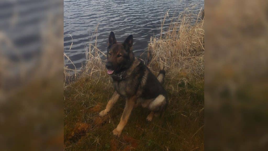 A police dog sitting next to a body of water.