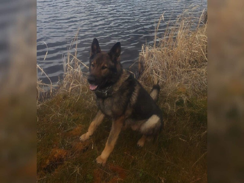 A police dog sitting next to a body of water.