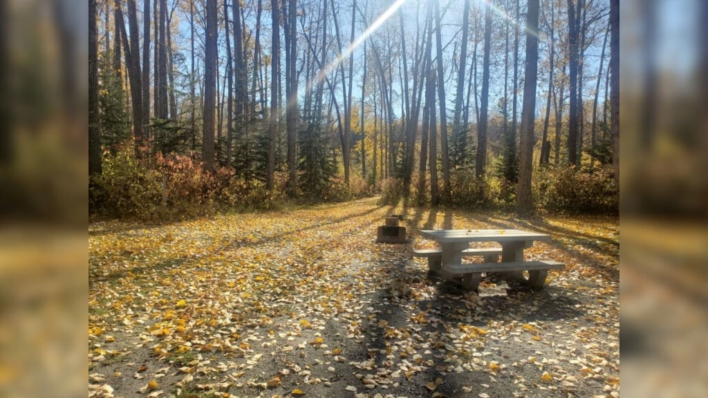 A picture of a campsite with a fire pit and a picnic table in the fall with leaves all over the ground.