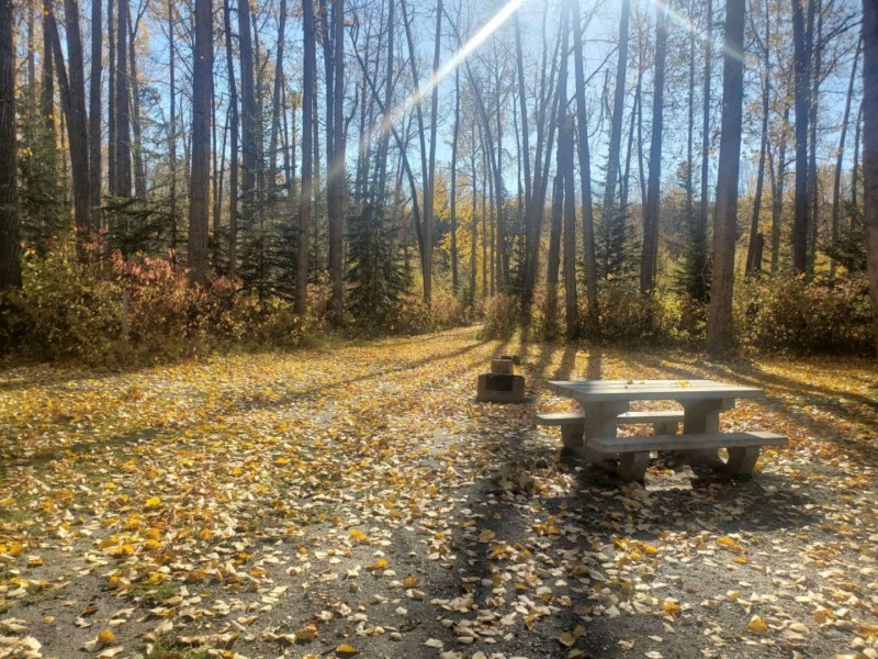 A picture of a campsite with a fire pit and a picnic table in the fall with leaves all over the ground.