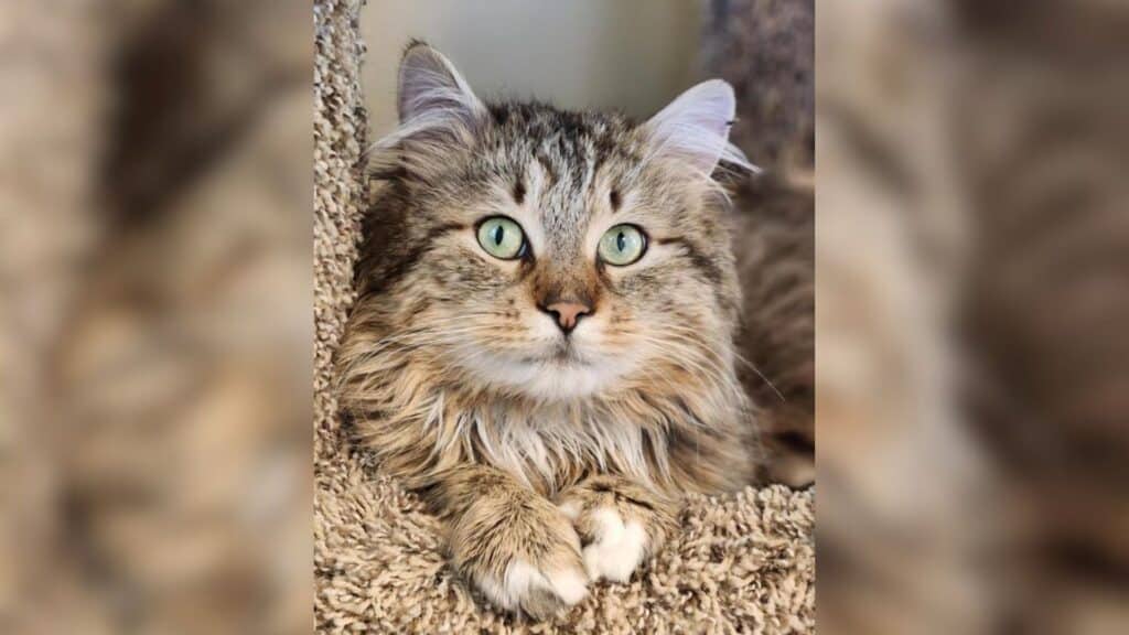 A long-haired, multi-coloured cat sitting on a cat tree.