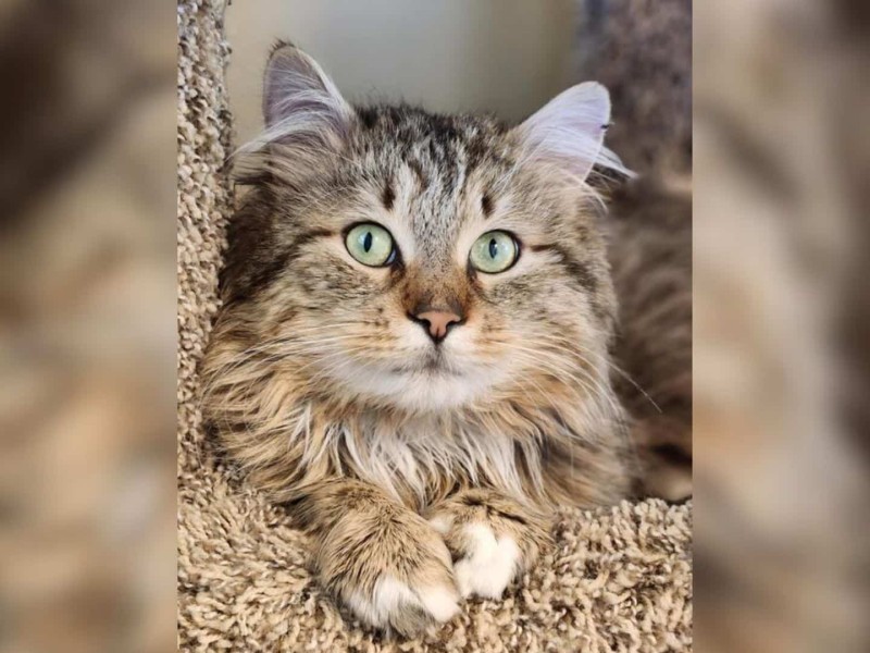 A long-haired, multi-coloured cat sitting on a cat tree.