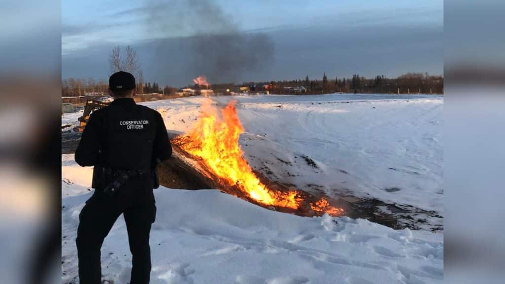 A conservation officer stands in a snowy field in front of a burning pile.