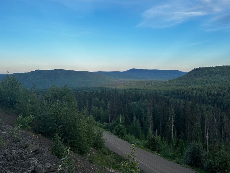 A forest on a forest service road with mountains in the background.