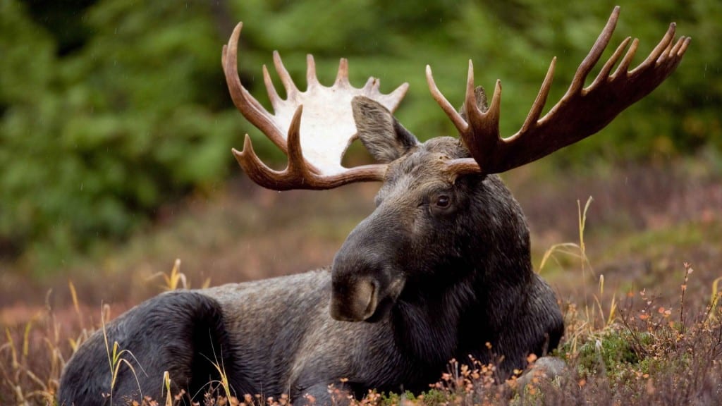 A picture of a moose laying in a field.