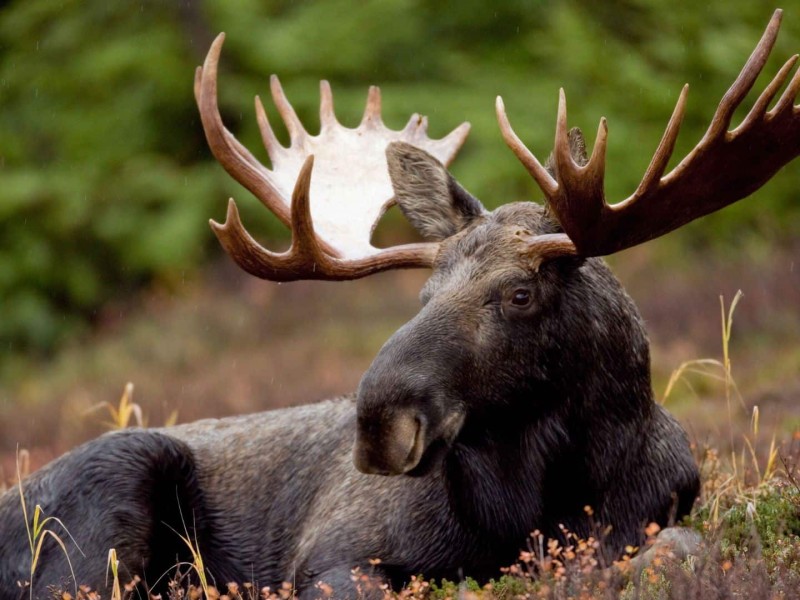 A picture of a moose laying in a field.