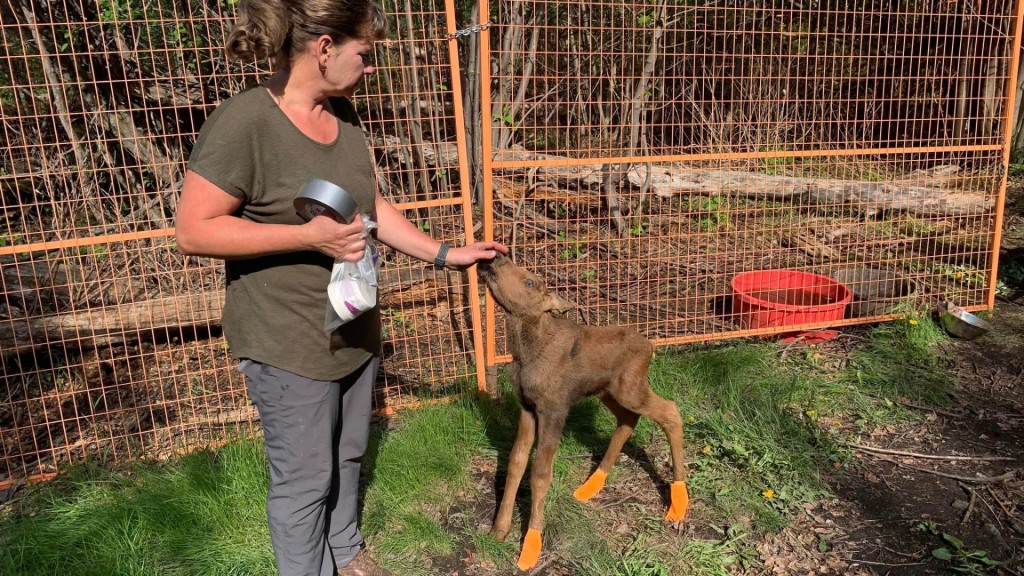 A baby moose in the rehab center at Dawson Creek.