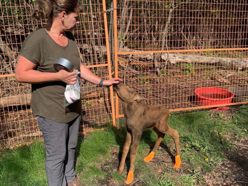 A baby moose in the rehab center at Dawson Creek.