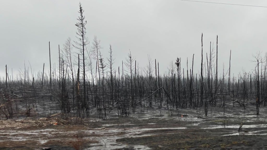 A few burnt trees on muddy looking ground near the Stoddart Creek wildfire.
