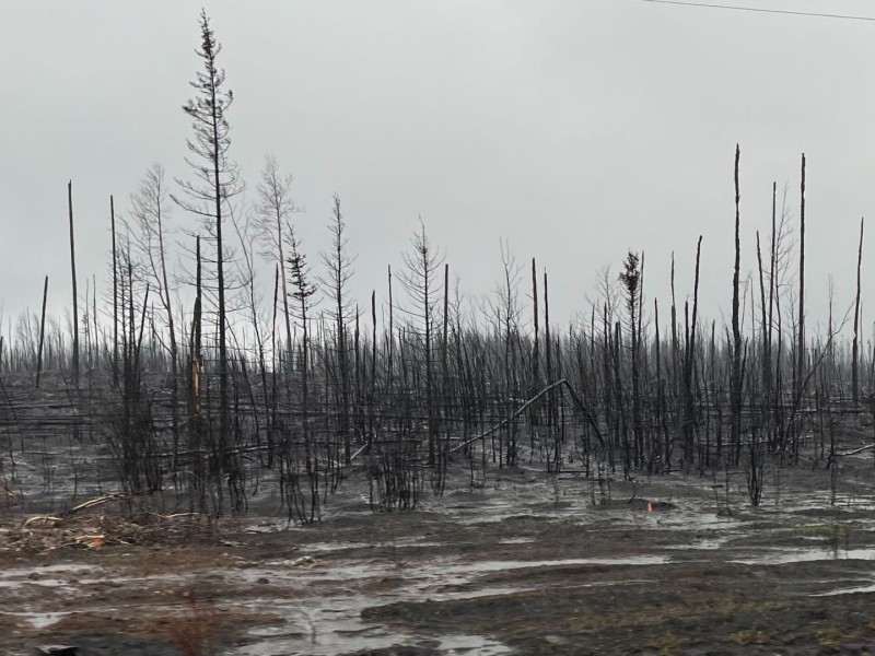A few burnt trees on muddy looking ground near the Stoddart Creek wildfire.
