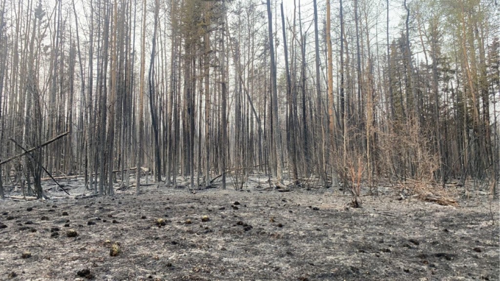 Burnt trees and a small clearing.